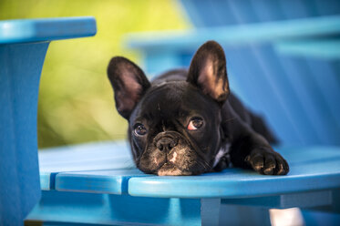 Portrait of French Bulldog puppy, lying on chair - ISF07575