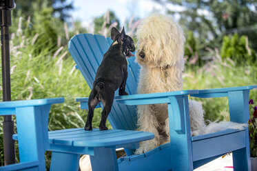 Französische Bulldogge und Goldendoodle, von Angesicht zu Angesicht - ISF07576