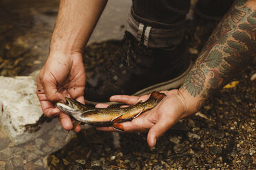 Hands of male hiker holding fish on river bank, Mineral King, Sequoia National Park, California, USA - ISF07773