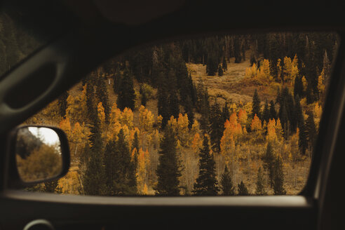 Blick aus dem Autofenster auf den Herbstwald, Mineral King, Sequoia National Park, Kalifornien, USA - ISF07784