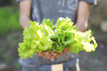 Männerhände halten ein Bündel frischer Salatblätter im Garten - CUF21342