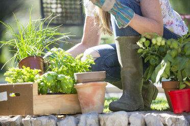 Cropped view of woman preparing herb plants in garden - CUF21984