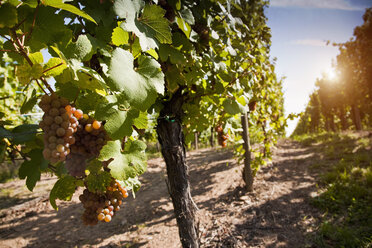 Rebzeilen mit Trauben im Weinberg, Elsass, Lothringen, Frankreich - CUF22010