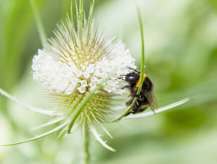 Nahaufnahme einer Hummel beim Fressen von Wildblumennektar - CUF22035