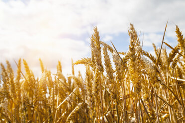 Nahaufnahme von sonnenbeschienenem goldenen Weizen - CUF22036