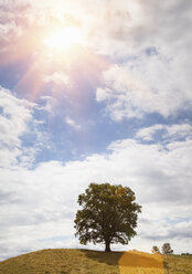 Tree on hill and sunlit blue sky - CUF22037