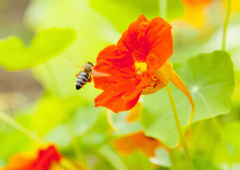 Nahaufnahme einer Biene, die auf einer Kapuzinerkresseblüte (Tropaeolum) landet - CUF22041