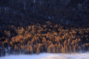 Erhöhte Schnee- und Waldfläche, Baikalsee, Insel Olchon, Sibirien, Russland - CUF22089