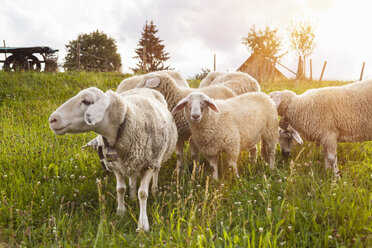 Kleine Schafherde weidet auf einem Feld - CUF22136