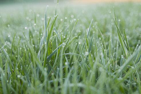 Morning dew on grass - PNEF00638