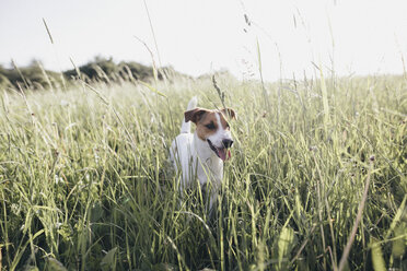 Jack Russel Terrier on a meadow - KMKF00260