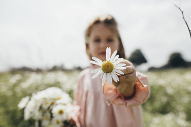 Little girl holding picked chamomile, close-up - KMKF00268