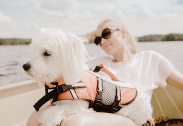 Coton de tulear Hund auf dem Schoß einer Frau in einem Boot, Orivesi, Finnland - CUF22367