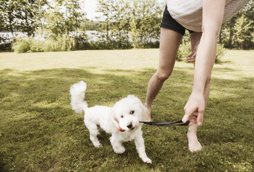 Woman playing on garden lawn with coton de tulear dog, Orivesi, Finland - CUF22379