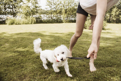 Frau spielt auf dem Gartenrasen mit einem Coton de Tulear Hund, Orivesi, Finnland - CUF22379