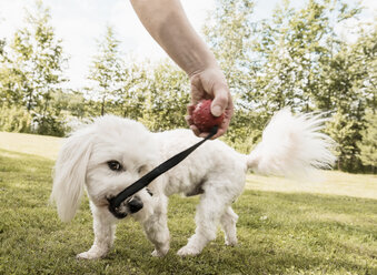 Coton de tulear dog pulling dog toy from woman in garden, Orivesi, Finland - CUF22382