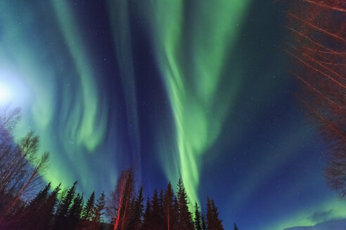 Aurora borealis, Nordlicht über der Hot Springs Road, in der Nähe des Chena Resort, in der Nähe von Fairbanks, Alaska - ISF07924
