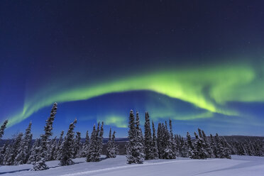 Aurora borealis, Nordlicht über dem mit einer Laterne beleuchteten Zelt, in der Nähe des Chena Resort, in der Nähe von Fairbanks, Alaska - ISF07926