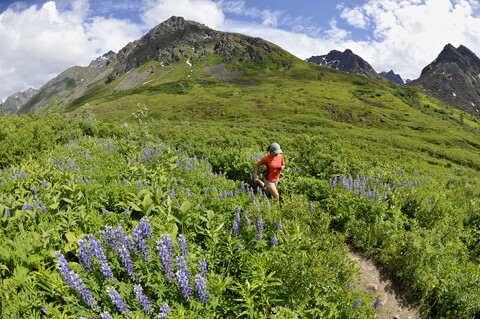 Frau läuft auf dem Gold Mint Trail zwischen Berglupinen, Talkeetna Mountains in der Nähe des Hatcher Pass, Alaska, USA, lizenzfreies Stockfoto