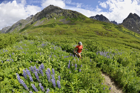 Woman running the Gold Mint Trail amongst mountain lupins, Talkeetna Mountains near Hatcher Pass, Alaska, USA - ISF08010