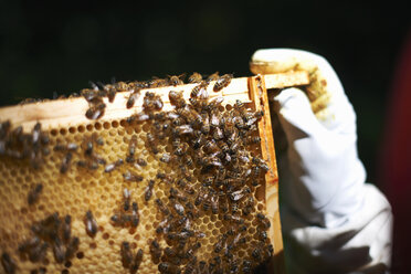 Imker hält Bienenstockrahmen, Nahaufnahme - ISF08206
