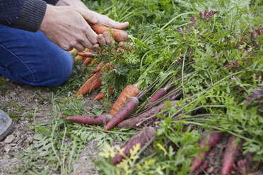 Cropped view of man harvesting carrots - CUF22614