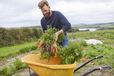 Man on farm harvesting carrots - CUF22615