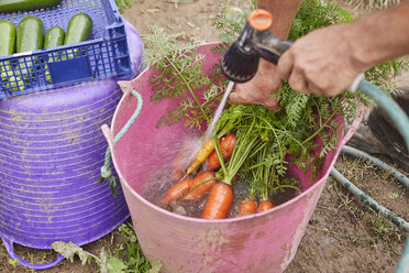 Cropped view of man rinsing freshly harvested carrots in trug - CUF22617