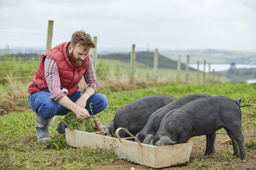 Mann auf dem Bauernhof, der Ferkel füttert - CUF22620