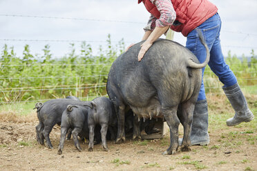 Mann auf dem Bauernhof füttert Schwein und Ferkel - CUF22621