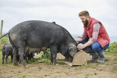 Mann auf dem Bauernhof füttert Schwein und Ferkel - CUF22622
