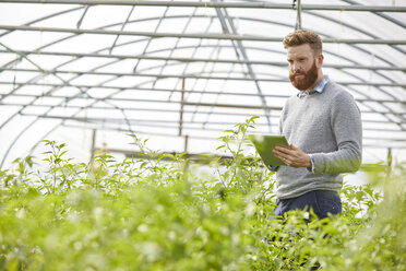 Man in polytunnel using digital tablet - CUF22623