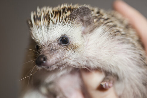 Nahaufnahme einer Person, die einen Igel hält - ISF08240