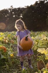 Young girl walking through pumpkin patch, carrying pumpkin - ISF08327