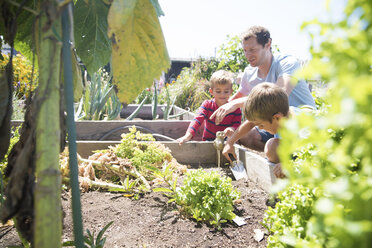 Man showing two sons raised beds in allotment - ISF08402