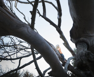 Boy sitting in tree looking away - ISF08563