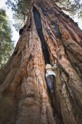 Junge klettert auf großen Baum, zwischen Rinde, Rückansicht, niedriger Blickwinkel, Sequoia National Park, Kalifornien, USA - ISF08589