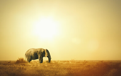 Elefant bei Sonnenuntergang, Etosha-Nationalpark, Namibia - CUF22706