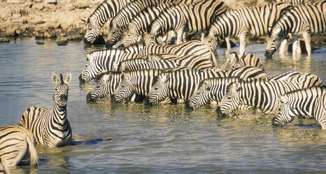 Zebras im Teich, Etosha-Nationalpark, Namibia - CUF22707