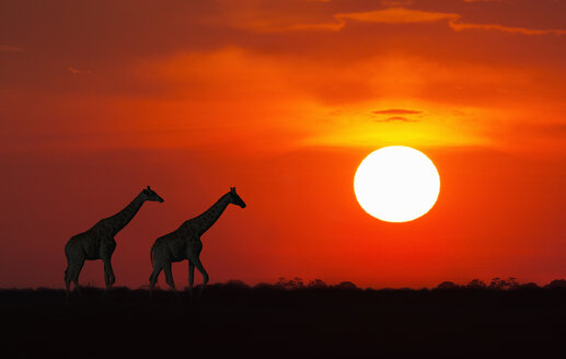 Giraffen bei Sonnenuntergang, Etosha-Nationalpark, Namibia - CUF22710