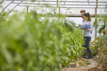 Couple in polytunnel harvesting fresh chilli peppers - CUF22726