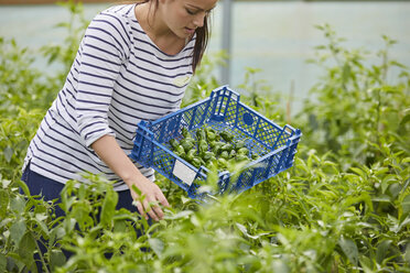 Woman in polytunnel harvesting fresh chilli peppers - CUF22727