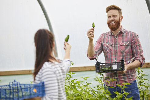 Ehepaar im Polytunnel bei der Ernte frischer Chilischoten - CUF22728