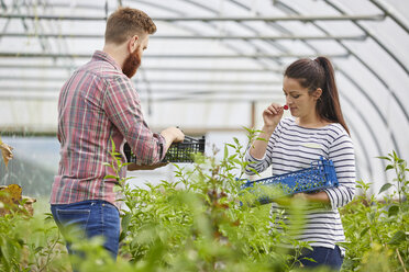 Couple in polytunnel harvesting fresh chilli peppers - CUF22730