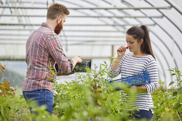 Ehepaar im Polytunnel bei der Ernte frischer Chilischoten - CUF22730