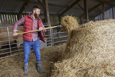 Man in barn shovelling hay - CUF22788