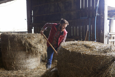 Man in barn shovelling hay - CUF22789