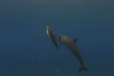 Mother and young dolphin swimming in sea - ISF08770