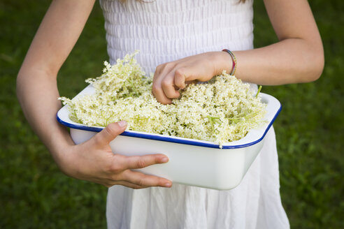Girl holding bowl of picked elderflowers, partial view - LVF07017