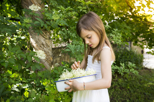 Little girl picking elderflowers - LVF07023